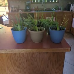 Aloe Plant