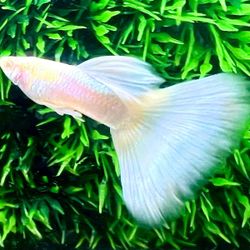 Guppy fish decor