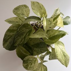 Marble Queen Pothos