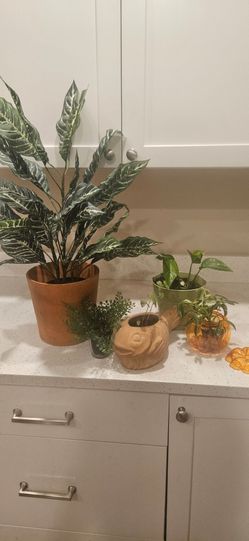 Artificial & live plants