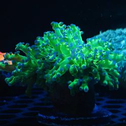 Frogspawn Colony NEON Green