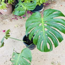 CHEAP! Monstera Deliciousa