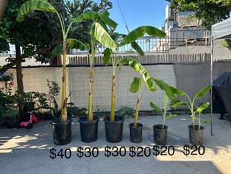 Banana Tree / Arboles De Platano **See Photo for Pricing**