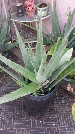 Aloe vera plants