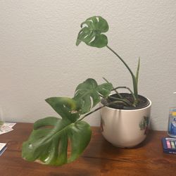 Monstera Deliciosa 