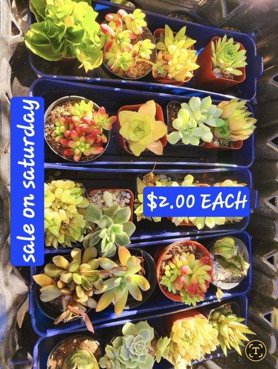 PLANT SALE $2 $5 $6 SATURDAY IN SAN LORENZO SATURDAY 1PM TO 5PM