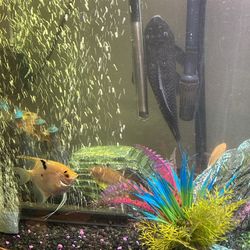 75 Fish Tank