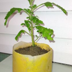 Semi Contra Plants  ( Cold Bush)