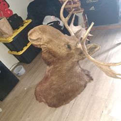 Moose Head Mount