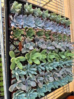 Succulent sale 1$ each
