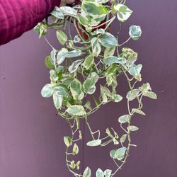 Xl Pearls And Jade Pothos In 6” Pot 