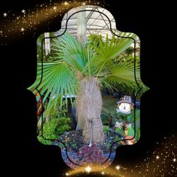 Old Man 🌴 Palm $975