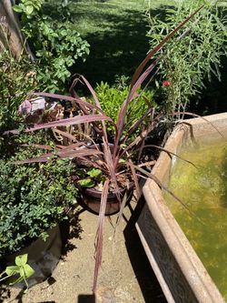 Nice pot