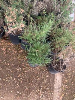 Plants
