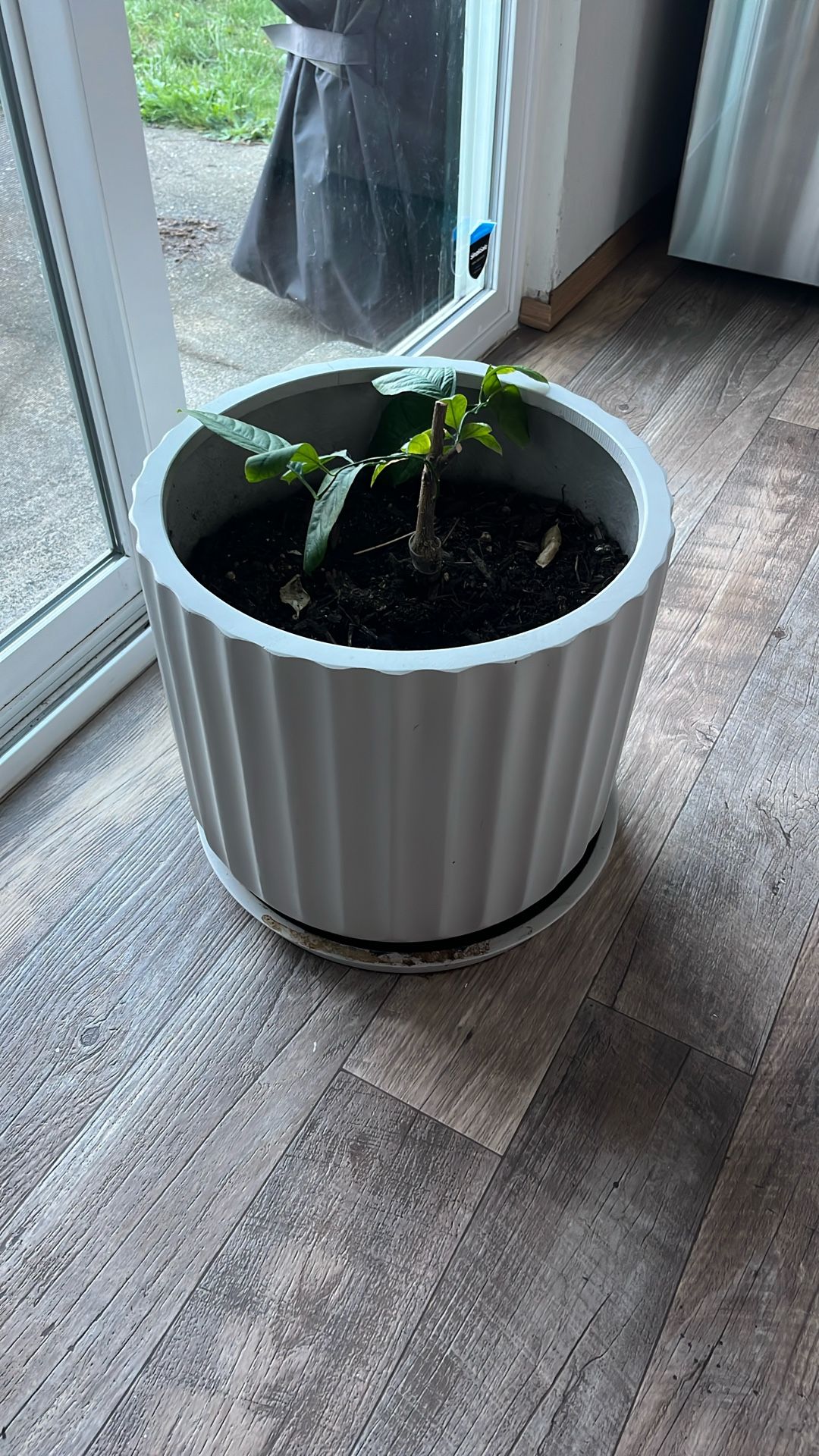 Large Plant Pot