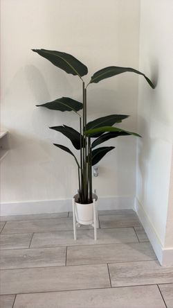Ornament plant