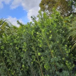 Podocarpus Over 6 Feet Tall Instant Privacy Hedge For Fence Green Full Ready For Planting 