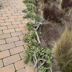 Jade Tree/plant Cuttings -Free