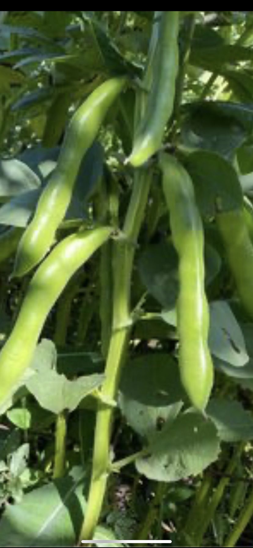Fava Been $3 Per Pound