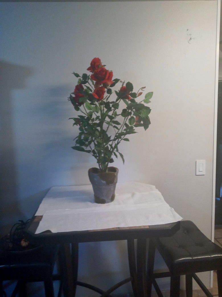 Rose Plant*