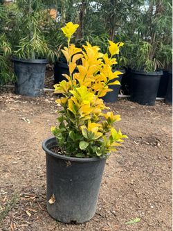 Golden Euonymus 5 gal