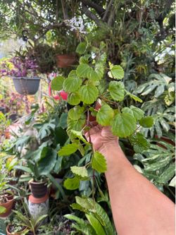 Creeping Charlie House Plant