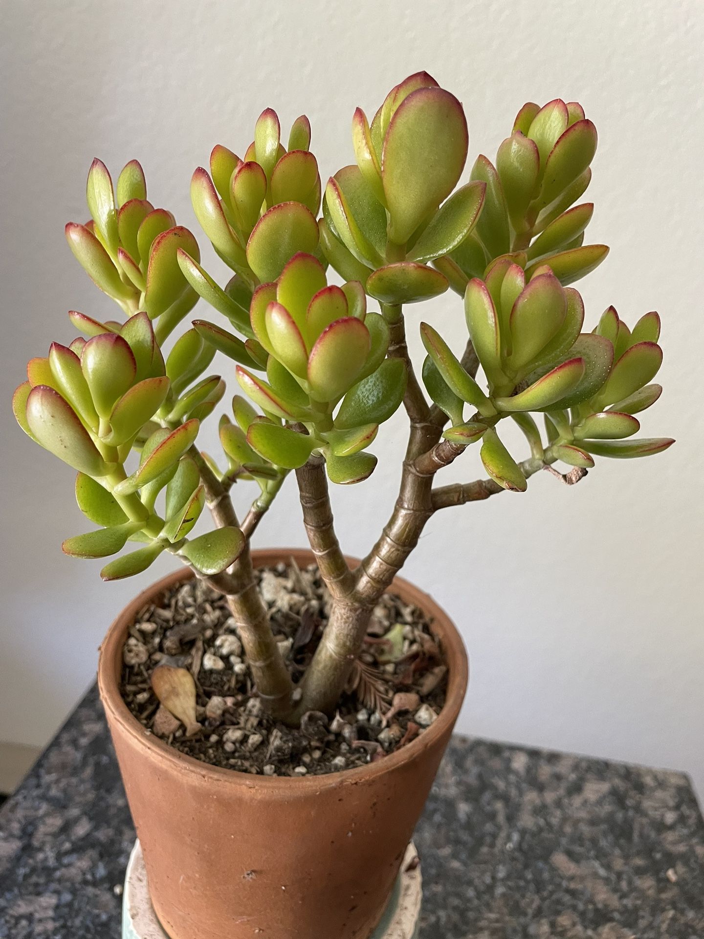 Jade Plant Pot