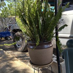 Plants