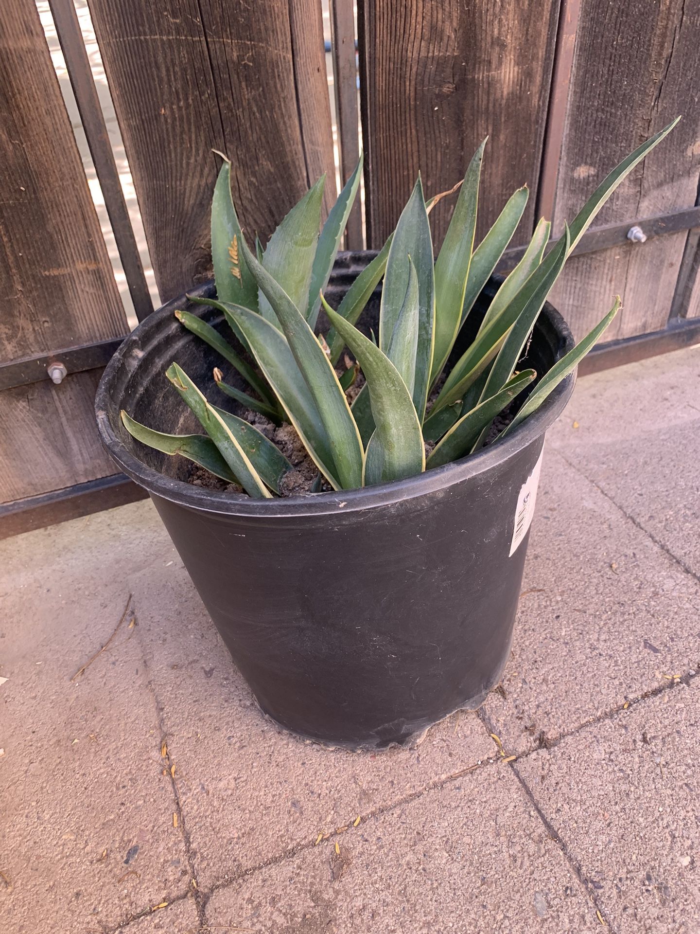 Smooth Agave Plant In 2.25 Gal