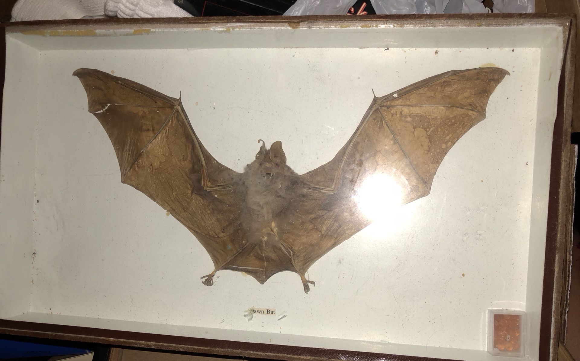 Real Brown Bat specimen in case