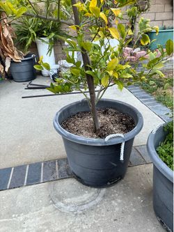 Fruit trees on sale