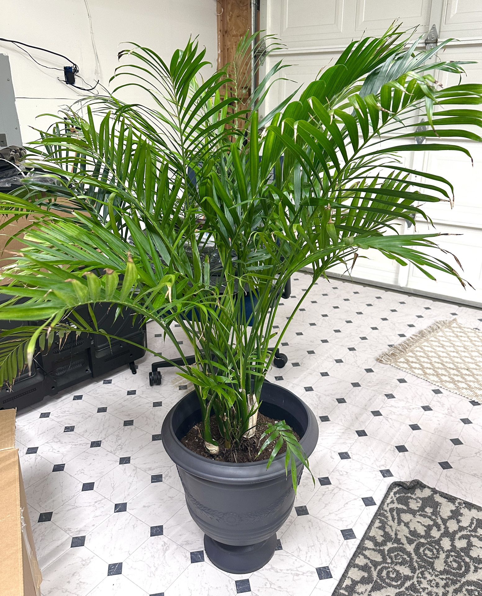 Indoor Plants - Living Plants 