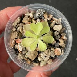 Pinguicula 'Pirouette'