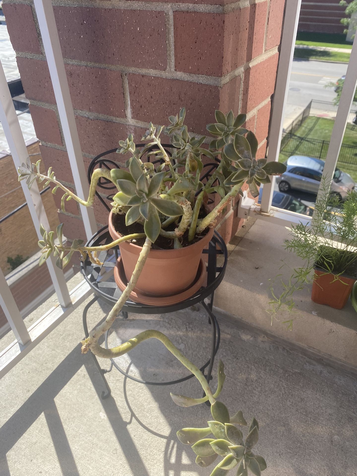 Indoor , Outdoor Plant 