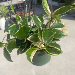 Hoya Tricolor Indoor Plants 