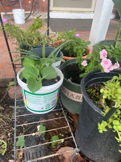 Better Prices Than Home Depot Plants