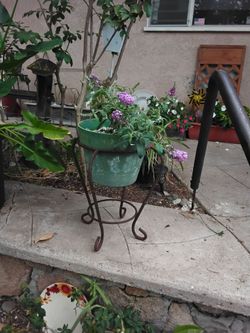 Purple butterfly bush in a pot on stand