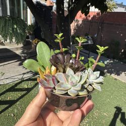 Cute Little Pots With Plants , Each $2.50