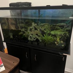 Tall Aquarium + Stand + (Full Reef-ready Setup)