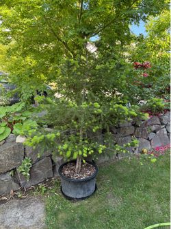 Healthy Doug Fir (~6 ft tall)