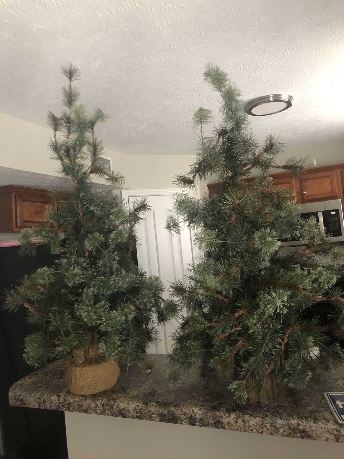 2 Miniture Trees
