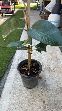 Rubber tree