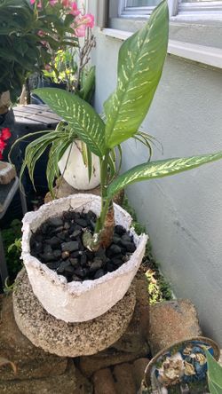 Plantas
