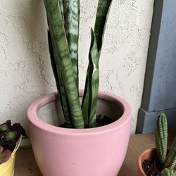 Snake Plant And Planter 