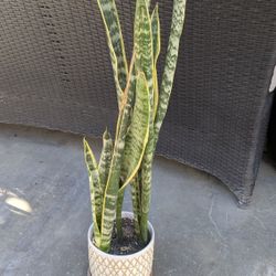 snake plant including ceramic pot