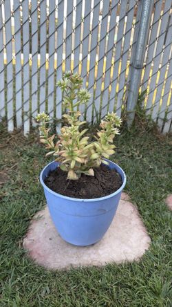 Kiwi aeonium