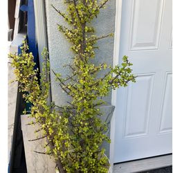 Tall Succulents About 6 Ft