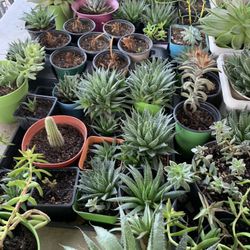 Beautiful Succulent’s 