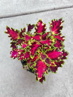 Solar Flare Coleus Outdoor Plant