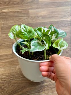 N’Joy Pothos